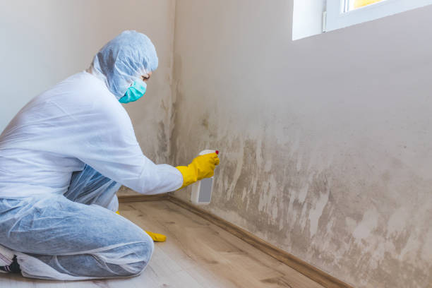Professional mold removal team in Franklinton